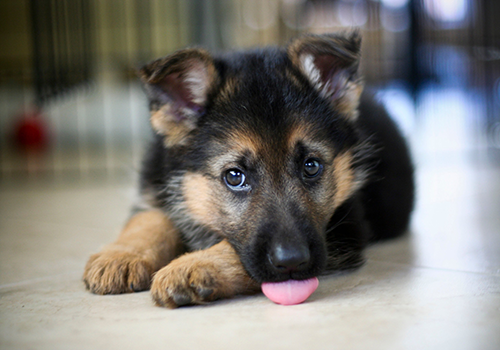 dog