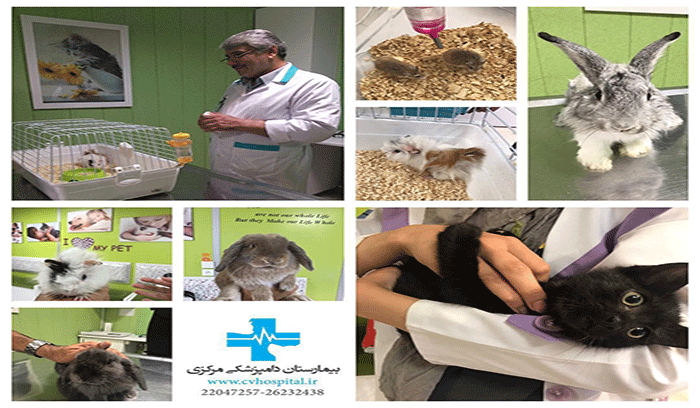 بیمارستان دامپزشکی مرکزی با کادر پزشکی مجرب