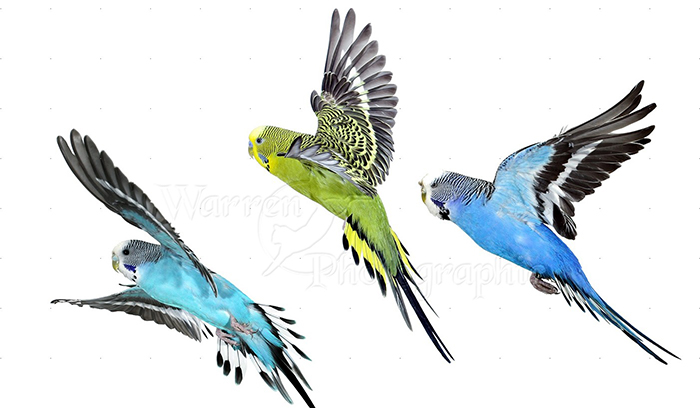 نحوه تعیین سن مرغ عشق