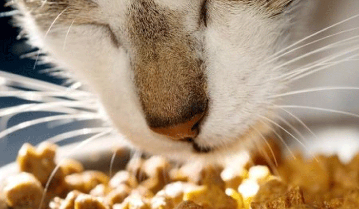مهم ترین معایب غذای خشک گربه