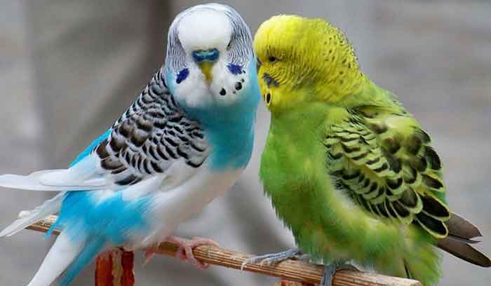 آشنایی با بیماری‌های مرغ عشق