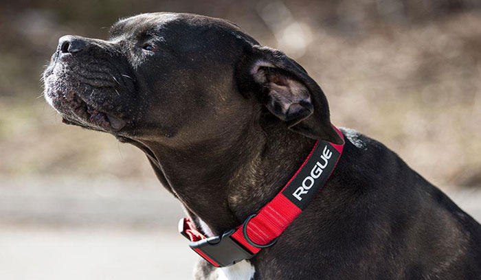 معرفی انواع قلاده سگ
