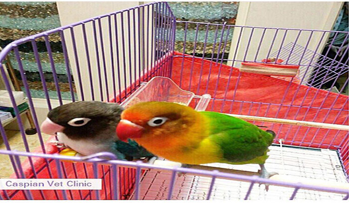 بهترین کلینیک دامپزشکی کاسپین رشت