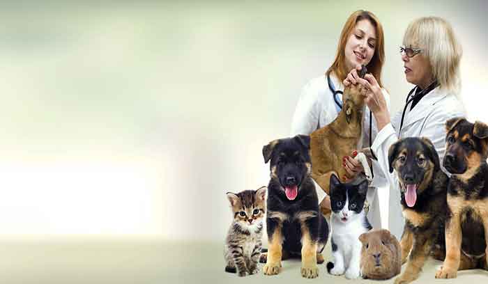 بهترین مشاوره حقوقی کلینیک های دامپزشکی و پت شاپ