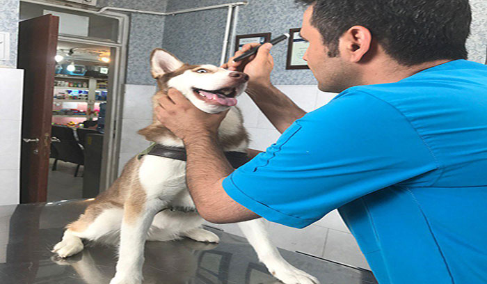 بهترین کلینیک دامپزشکی آوا تهران