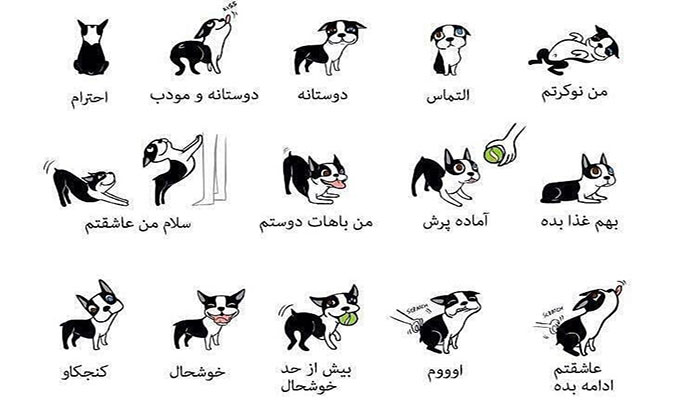 زبان سگ ها، رفتارشناسی سگ ها
