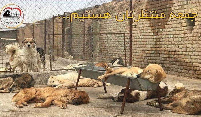پناهگاه حیوانات مهر مشهد، پناهگاه سگ