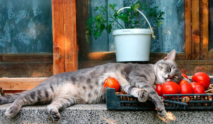 گیاهان سمی برای گربه، گوجه فرنگی برای گربه