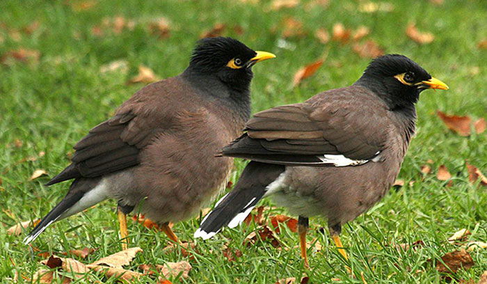 آموزش مرغ مینا، مرغ مینا نگهداری