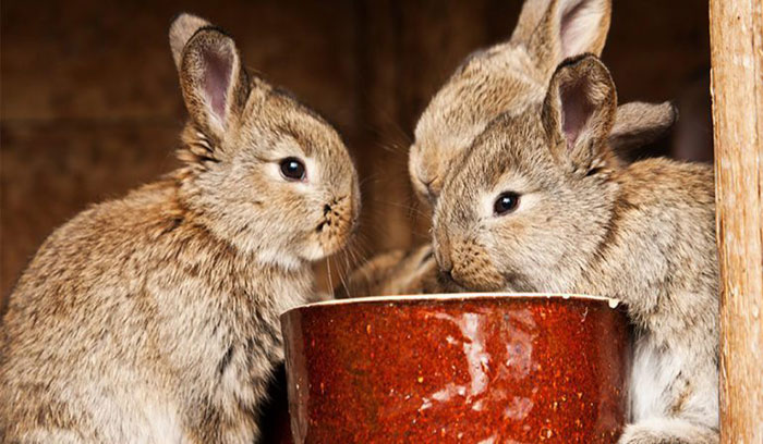 غذاهای ممنوعه برای خرگوش، غذای مضر برای خرگوش
