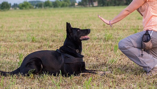 تربیت سگ