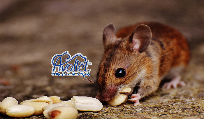 خرید تشویقی جوندگان